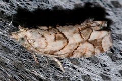 Epinotia subviridis 01 by CBG Photography Group, Centre for Biodiversity Genomics. Used under a CC0 license.