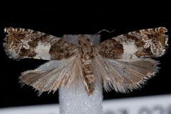 Epinotia transmissana by Jeremy deWaard, University of British Columbia. Used under a CC BY 3.0 license.