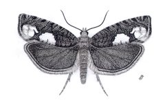 Epinotia trigonella by Csaba Szaboky. Used under a CC BY 3.0 us license.