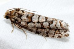 Eucopina bobana 01 by CBG Photography Group, Centre for Biodiversity Genomics. Used under a CC0 license.