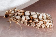 Eucopina bobana 02 by CBG Photography Group, Centre for Biodiversity Genomics. Used under a CC0 license.