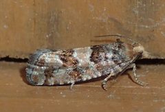 Eucopina tocullionana - inat 27943048 by {{{name}}}. Used under a CC BY-SA 4.0 license.
