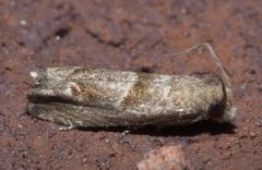 Eucosma apacheana P1110839a by
xpda. Used under a CC BY-SA 4.0 license.