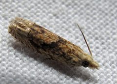 Eucosma ochrocephala by Jacy Lucier. Used under a CC BY-SA 4.0 license.