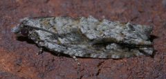Gretchena bolliana P1300311a by
xpda. Used under a CC BY-SA 4.0 license.