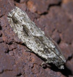 Gretchena bolliana P1630177a by 
xpda. Used under a CC BY-SA 4.0 license.