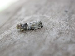 Gypsonoma aceriana by Donald Hobern. Used under a CC BY 2.0 license.