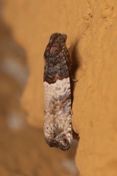 Gypsonoma aceriana Bytom by Adrian Tync. Used under a CC BY-SA 4.0 license.