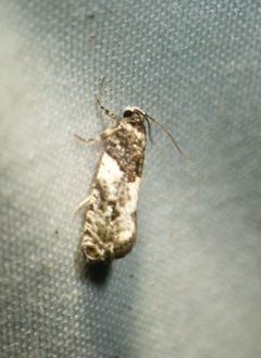 Gypsonoma adjuncta by Louis Imbeau. Used under a CC BY 4.0 license.