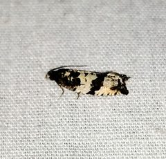 Gypsonoma fasciolana by Susan Blayney. Used under a CC BY 4.0 license.