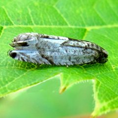 Gypsonoma haimbachiana 1 by Jacy Lucier. Used under a CC BY-SA 4.0 license.