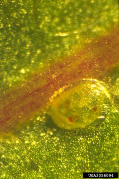 Gypsonoma haimbachiana egg by R.C. Morris. Used under a CC BY 3.0 license.