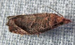 Pelochrista derelicta by Jacy Lucier. Used under a CC BY-SA 4.0 license.