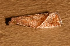 Pelochrista derelicta 01 by CBG Photography Group, Centre for Biodiversity Genomics. Used under a CC0 license.