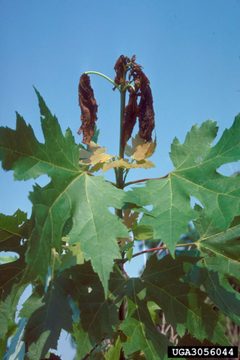 Proteoteras aesculana damage by James Solomon, USDA Forest Service, United States. Used under a CC BY 3.0 license.