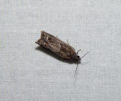 Pseudexentera moth by {{{1}}}. Used under a CC BY 2.0 license.