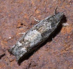 Pseudexentera spoliana P1570674a by 
xpda. Used under a CC BY-SA 4.0 license.