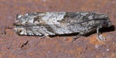 Pseudexentera spoliana P1570675a by 
xpda. Used under a CC BY-SA 4.0 license.