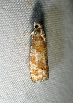 Retinia albicapitana by Louis Imbeau. Used under a CC BY 4.0 license.