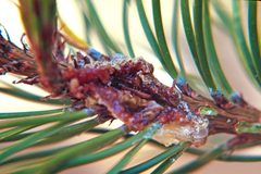 Retinia albicapitana larva by USDA Forest Service - Ogden Archive. Used under a CC BY 3.0 us license.