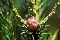 Retinia albicapitana pitch nodule by USDA Forest Service - Northeastern Area Archive. Used under a CC BY 3.0 us license.