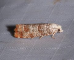 Retinia comstockiana by Laura Gaudette. Used under a CC BY 4.0 license.