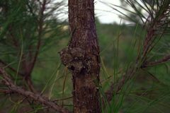 Retinia comstockiana damage by Donald M. Grosman. Used under a CC BY 3.0 us license.