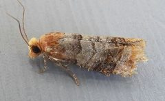 Retinia edemoidana by iNaturalist user: jimeckert49. Used under a CC BY 4.0 license.