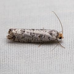 Retinia picicolana by Ken-ichi Ueda. Used under a CC BY 4.0 license.