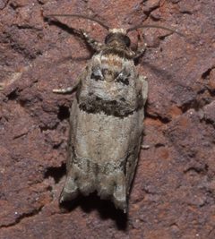 Rhopobota dietziana P1250443a by
xpda. Used under a CC BY-SA 4.0 license.