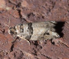 Rhopobota dietziana P1250469a by
xpda. Used under a CC BY-SA 4.0 license.