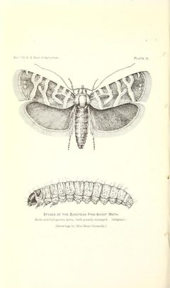 Evetria buoliana by Mary Carmody by Mary Carmody, Forest Entomology, United States Agricultural Department. Used under a Public domain license.