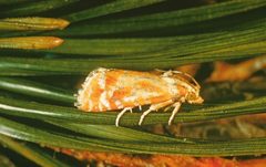 Rhyacionia buoliana by USDA Forest Service - Ogden Archive, USDA Forest Service, Bugwood.org. Used under a CC BY 3.0 us license.