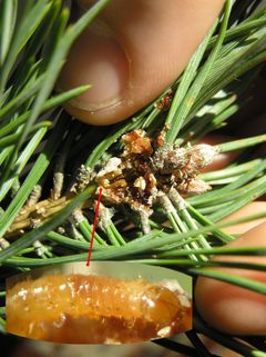 Rhyacionia buoliana 1 beentree by wikipedia. Used under a CC BY-SA 3.0 license.