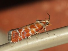 Rhyacionia buoliana Enka by Alciphron-Enka. Used under a CC BY-SA 4.0 license.