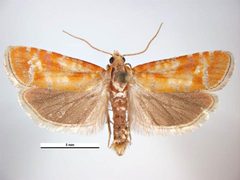 Rhyacionia buoliana male by Simon Hinkley &amp; Ken Walker, Museum Victoria. Used under a CC BY 3.0 au license.