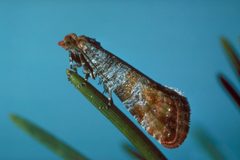 Rhyacionia bushnelli by Scott Tunnock. Used under a CC BY 3.0 us license.