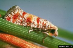 Rhyacionia frustrana adult by USDA Forest Service Archive. Used under a CC BY 3.0 license.