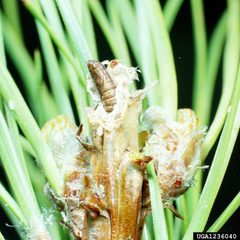 Rhyacionia frustrana pupa by wikipedia. Used under a CC BY 3.0 license.
