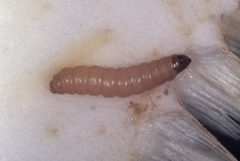Suleima helianthana larva by Frank Peairs. Used under a CC BY 3.0 us license.
