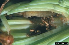 Zeiraphera canadensis larva by Connecticut Agricultural Experiment Station Archive, Connecticut Agricultural Experiment Station, Bugwood.org. Used under a CC BY 3.0 license.