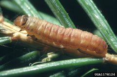 Zeiraphera unfortunana by Connecticut Agricultural Experiment Station Archive, United States. Used under a CC BY-SA 3.0 license.