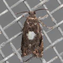 Cydia albimaculana 147419967 by Victor Engel. Used under a CC BY 4.0 license.