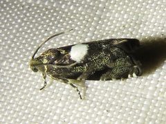 Cydia albimaculana 14758443 by Annika Lindqvist. Used under a CC BY 4.0 license.