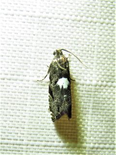 Cydia albimaculana 189159922 by Annika Lindqvist. Used under a CC BY 4.0 license.