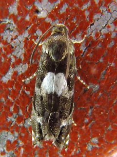 Cydia albimaculana 6669712 by Annika Lindqvist. Used under a CC BY 4.0 license.