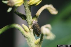 Cydia caryana by Louis Tedders, USDA Agricultural Research Service, United States. Used under a CC BY 3.0 us license.