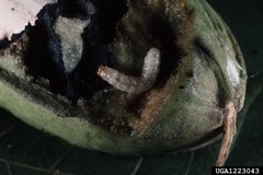Cydia caryana larva by Louis Tedders, USDA Agricultural Research Service, United States. Used under a CC BY 3.0 us license.