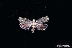 Cydia ingens by Harry O. Yates III, USDA Forest Service, United States. Used under a CC BY 3.0 us license.
