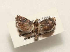 Cydia ingens specimen by David George and Rich Teper by David George. Used under a CC BY 4.0 license.